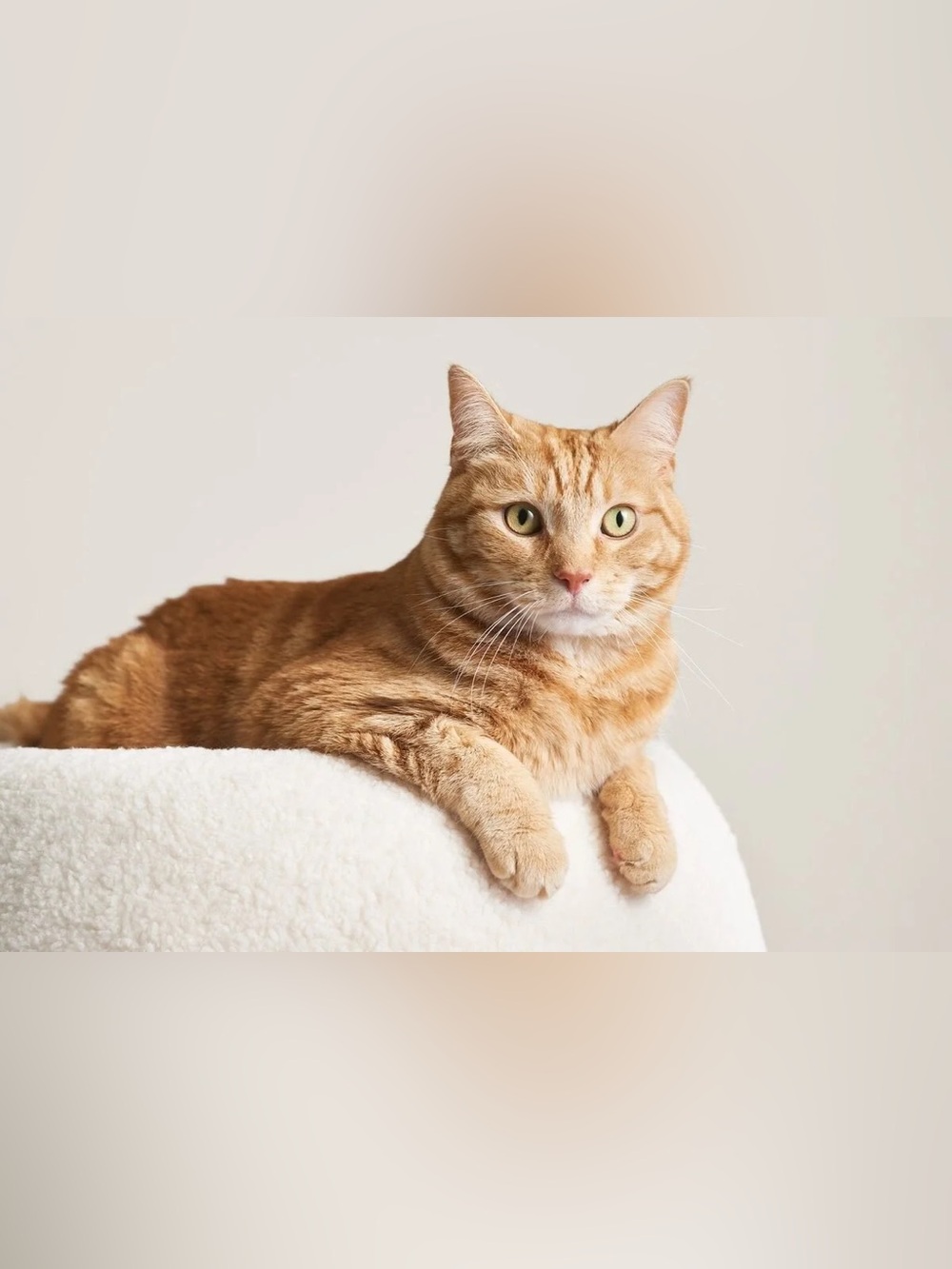 Tuft + Paw Plush Cream Round Sherpa “The Puff” Cat Bed - Picture 11 of 16